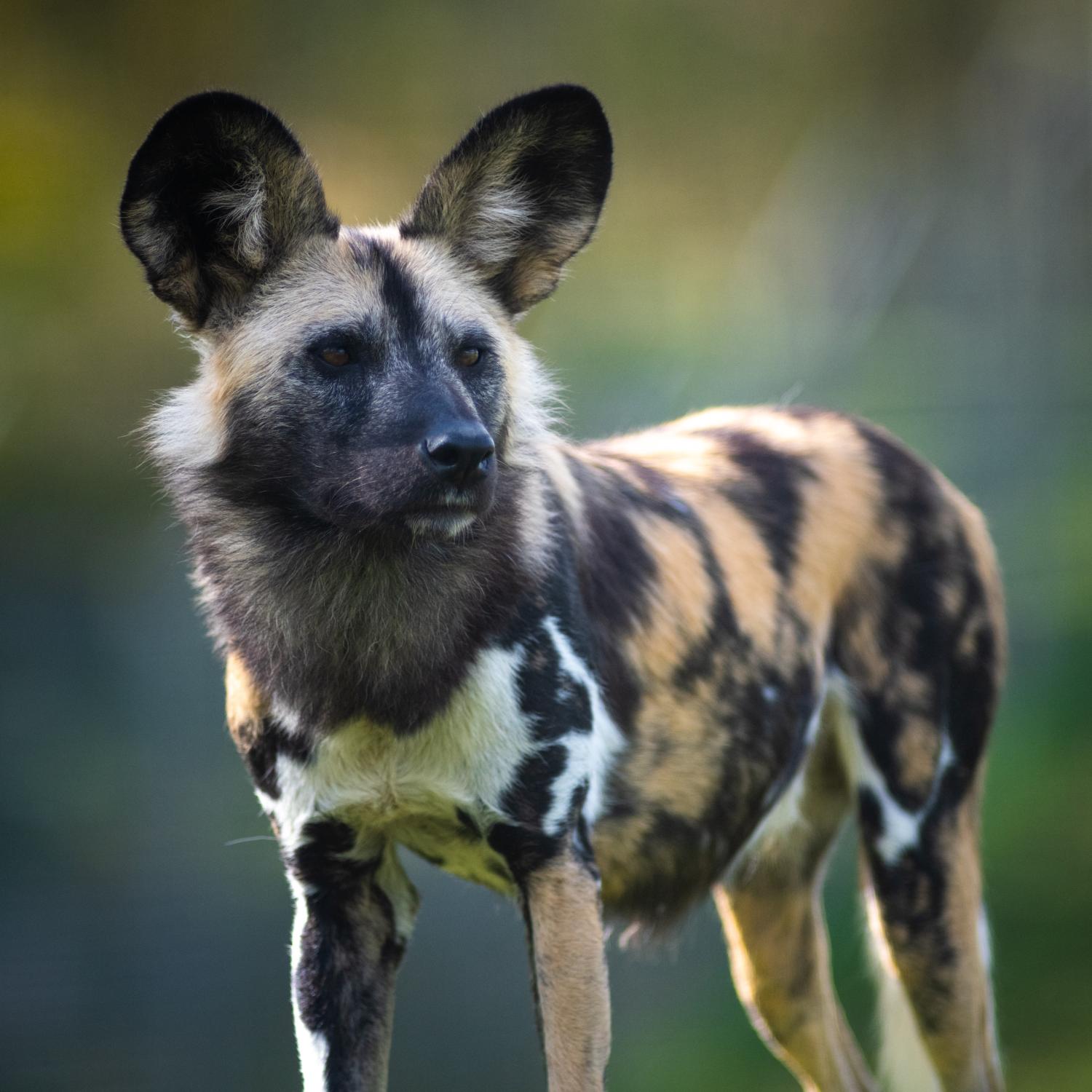 African painted dog