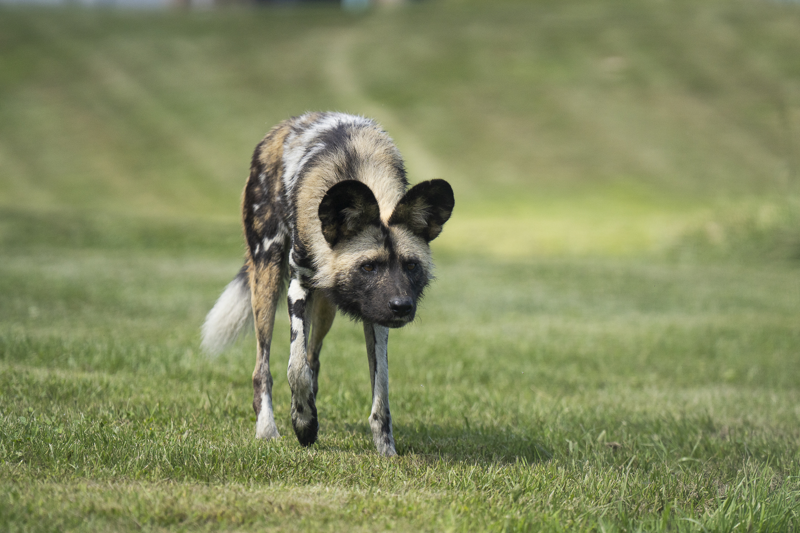 painted dog