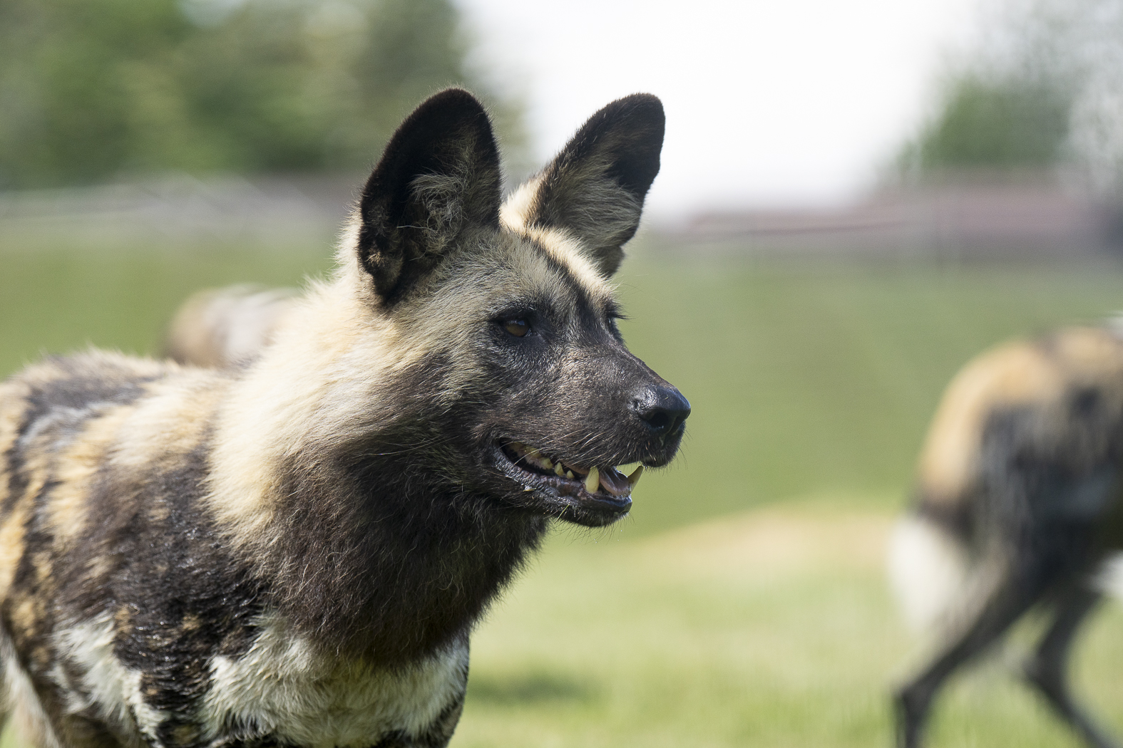 painted dog