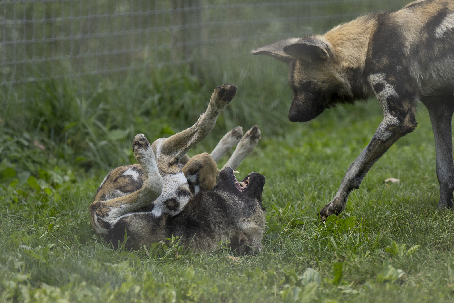 painted dogs playing in pasture