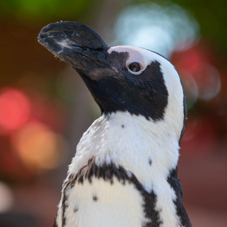 African penguin