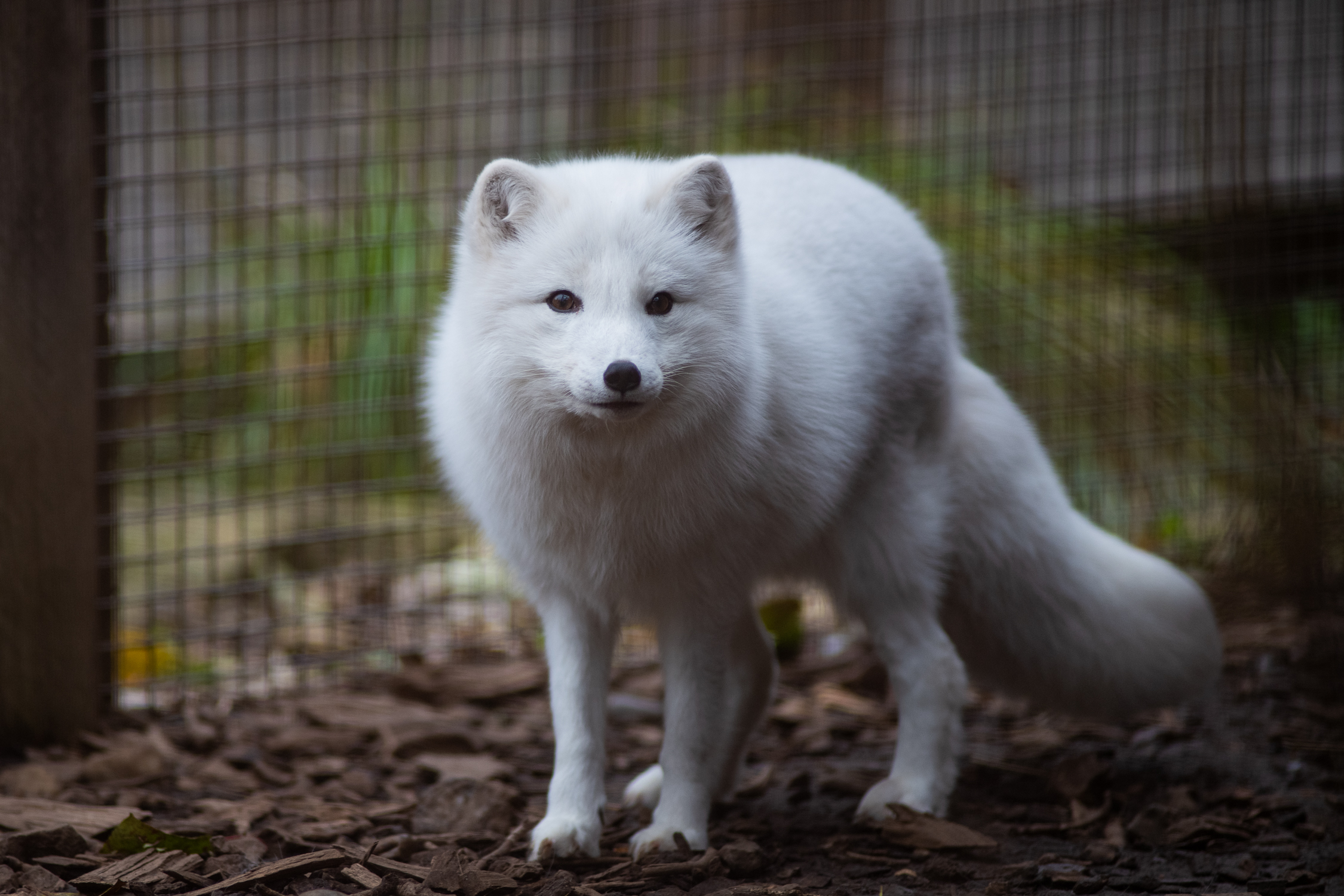 Arctic fox