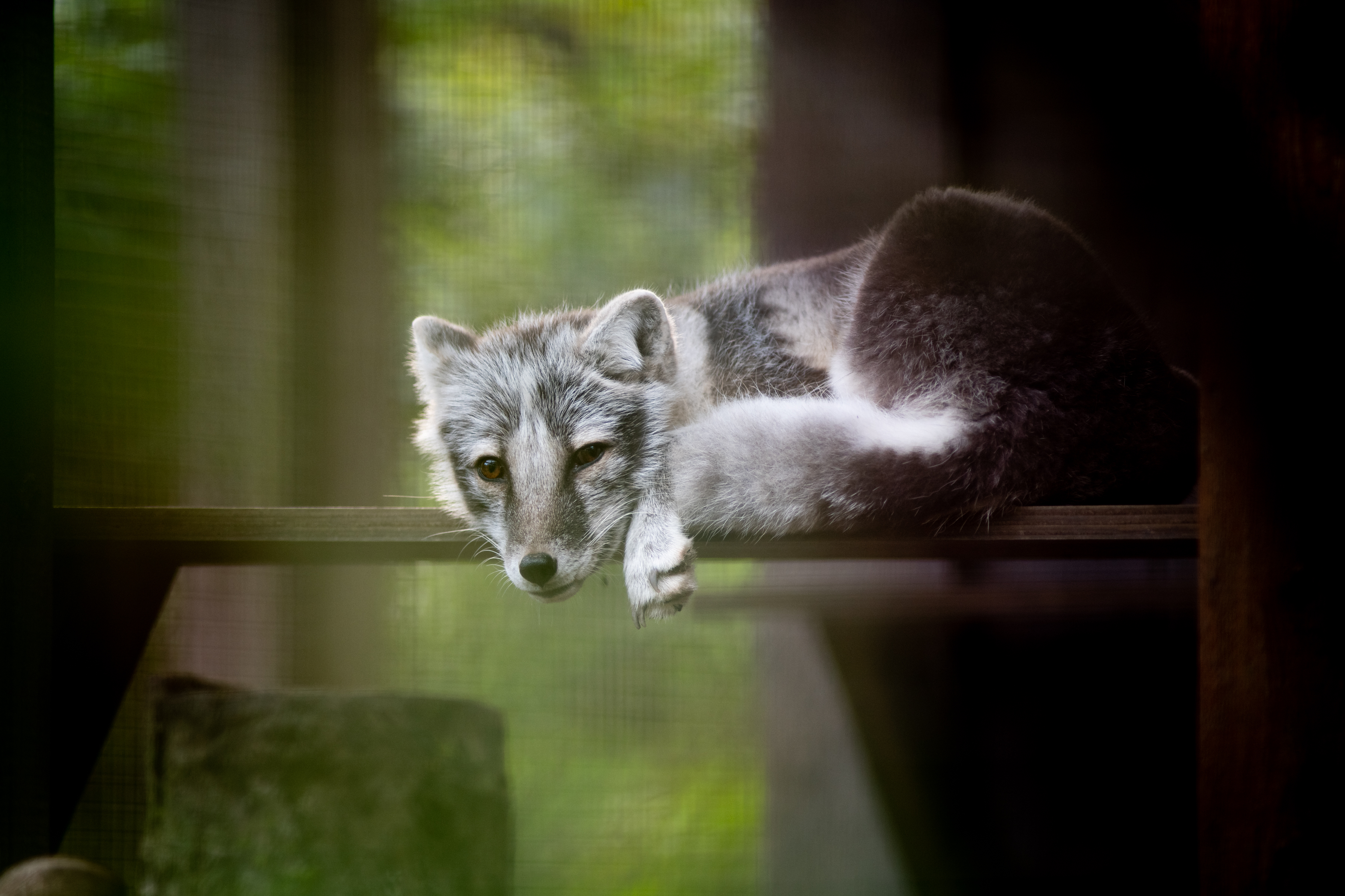 Arctic fox