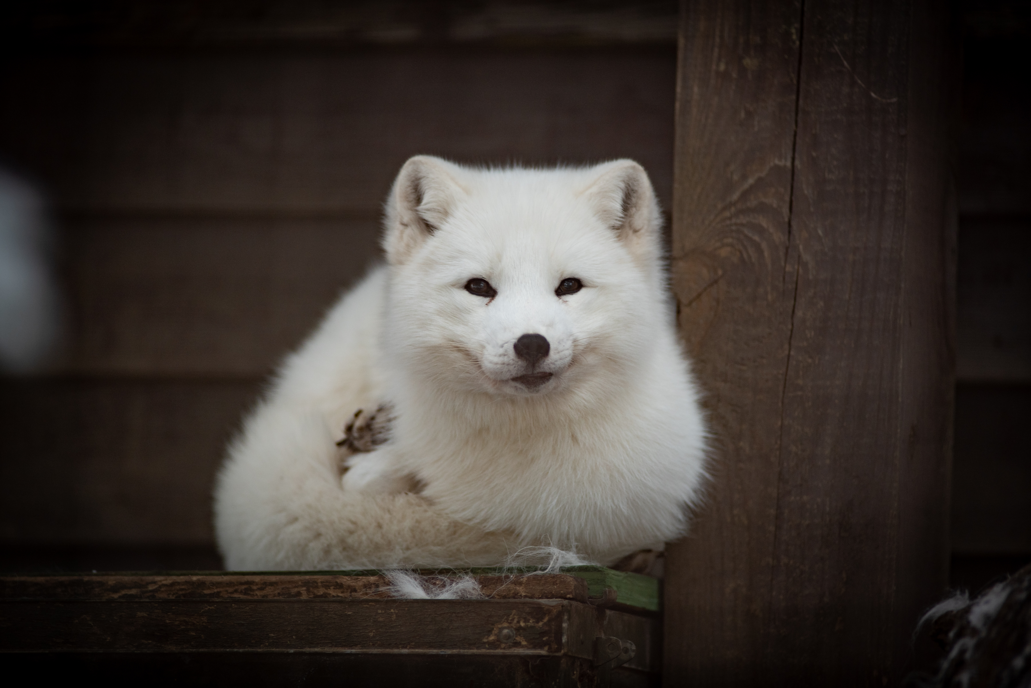 Arctic fox