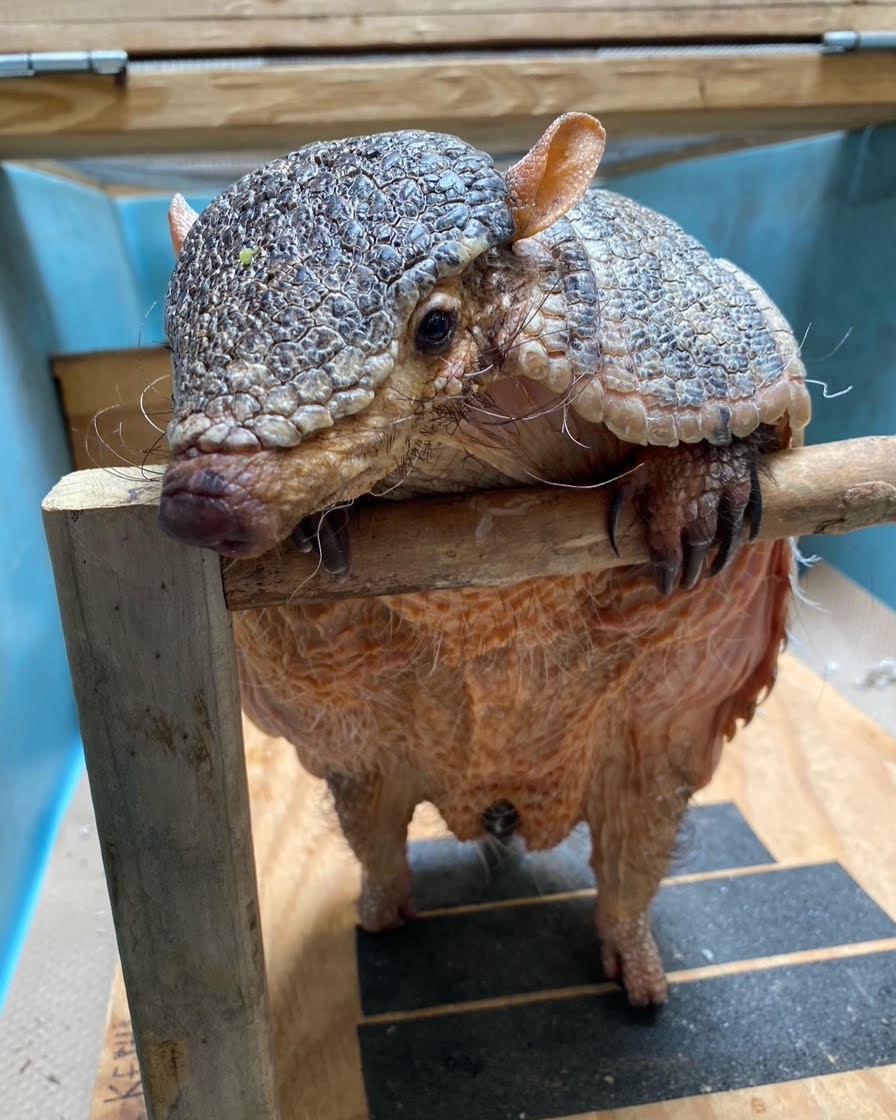 armadillo