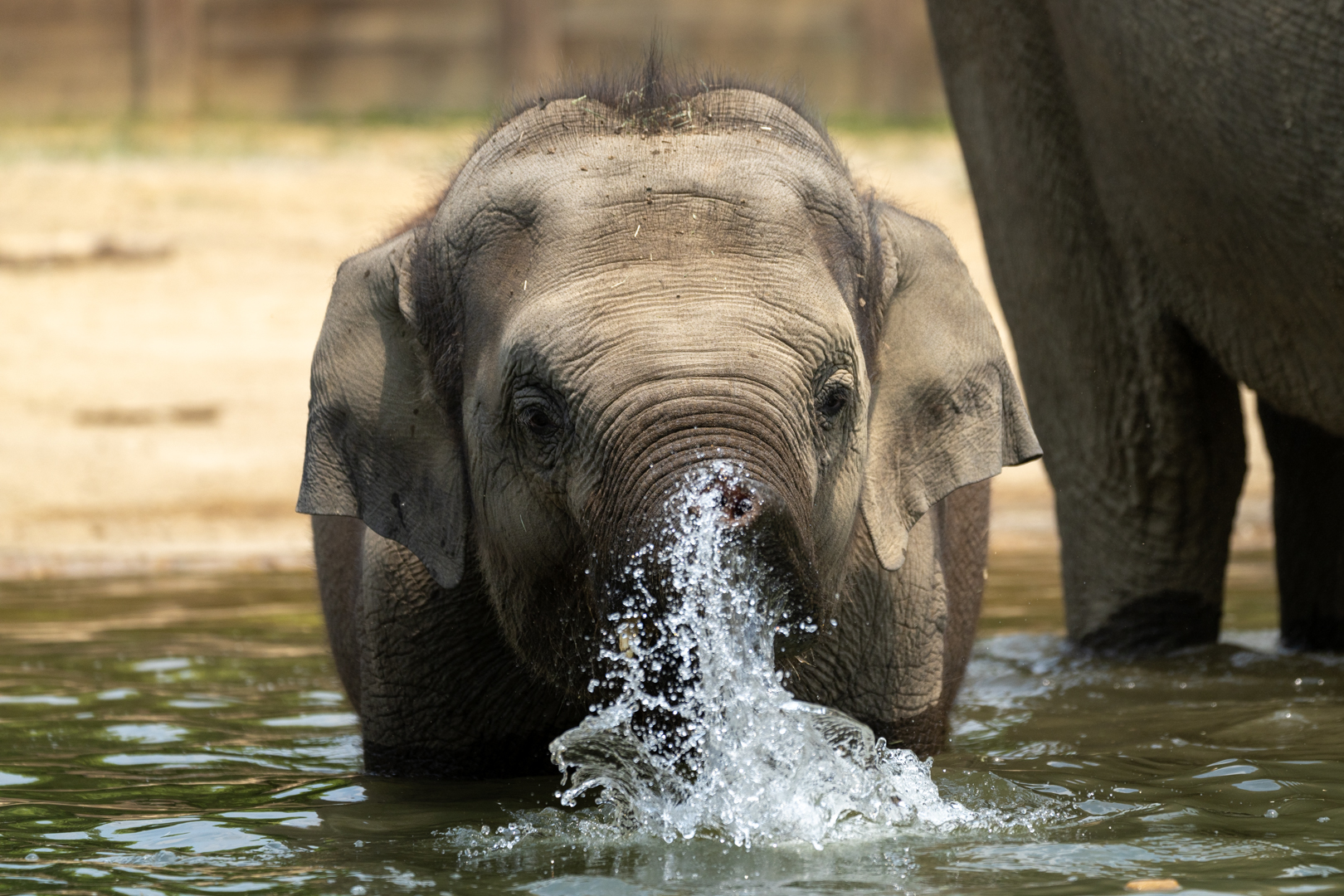 elephant spraying water