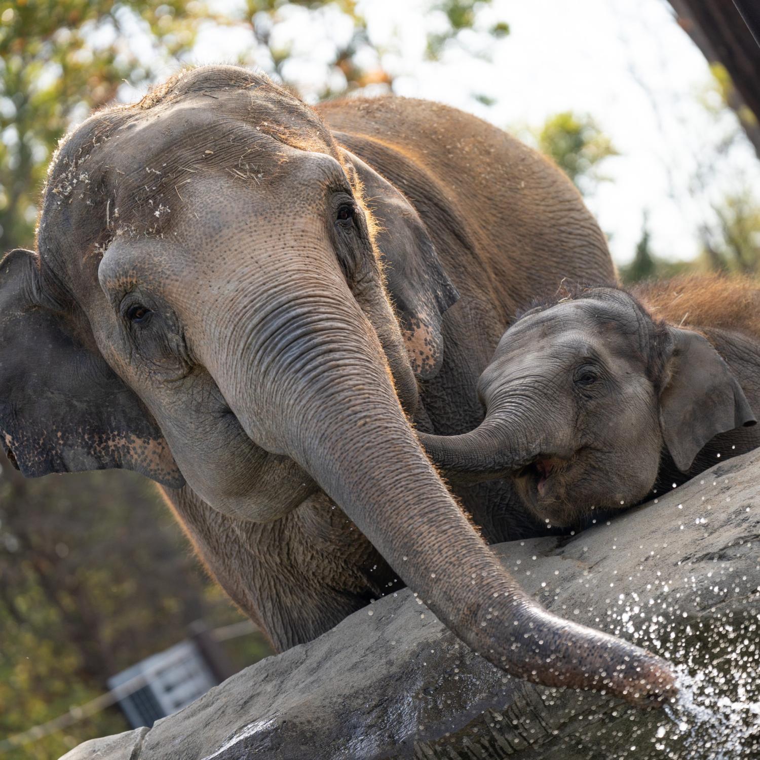 two elephants being adorable