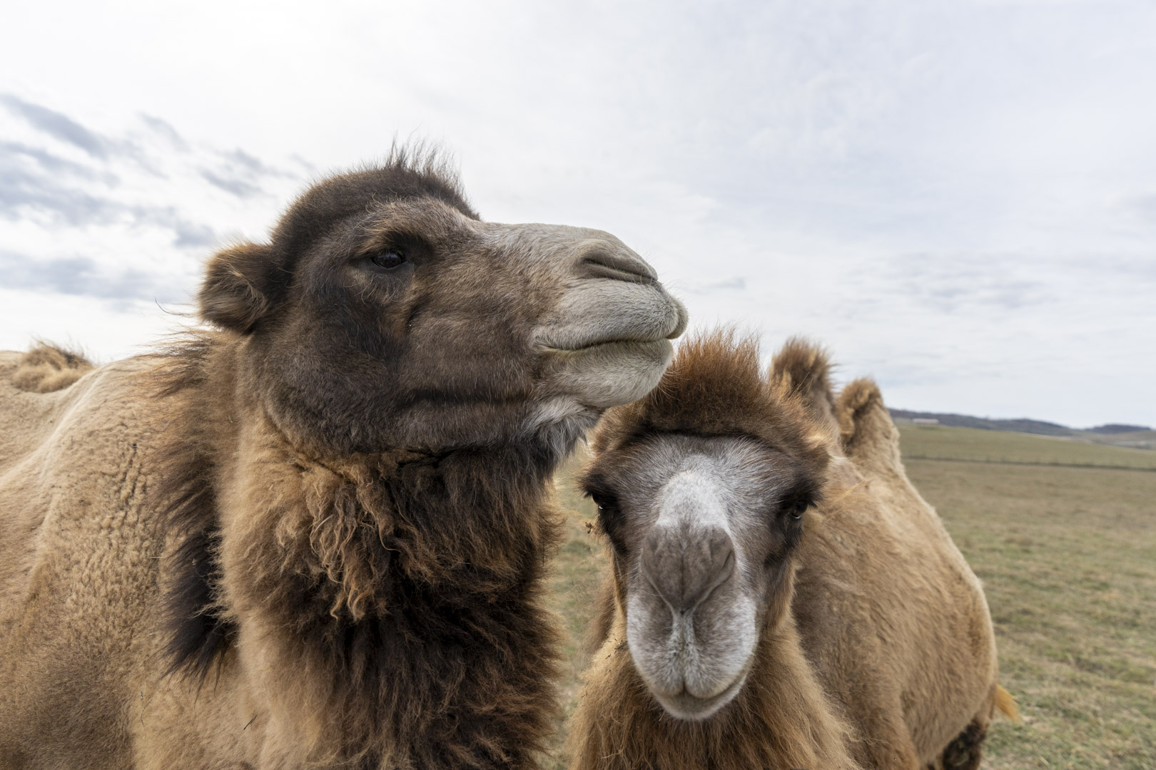 two camels in a pasture