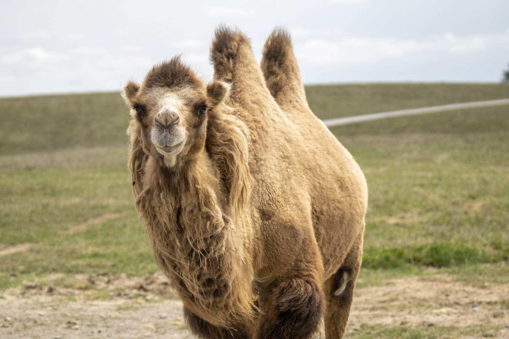 camel in pasture