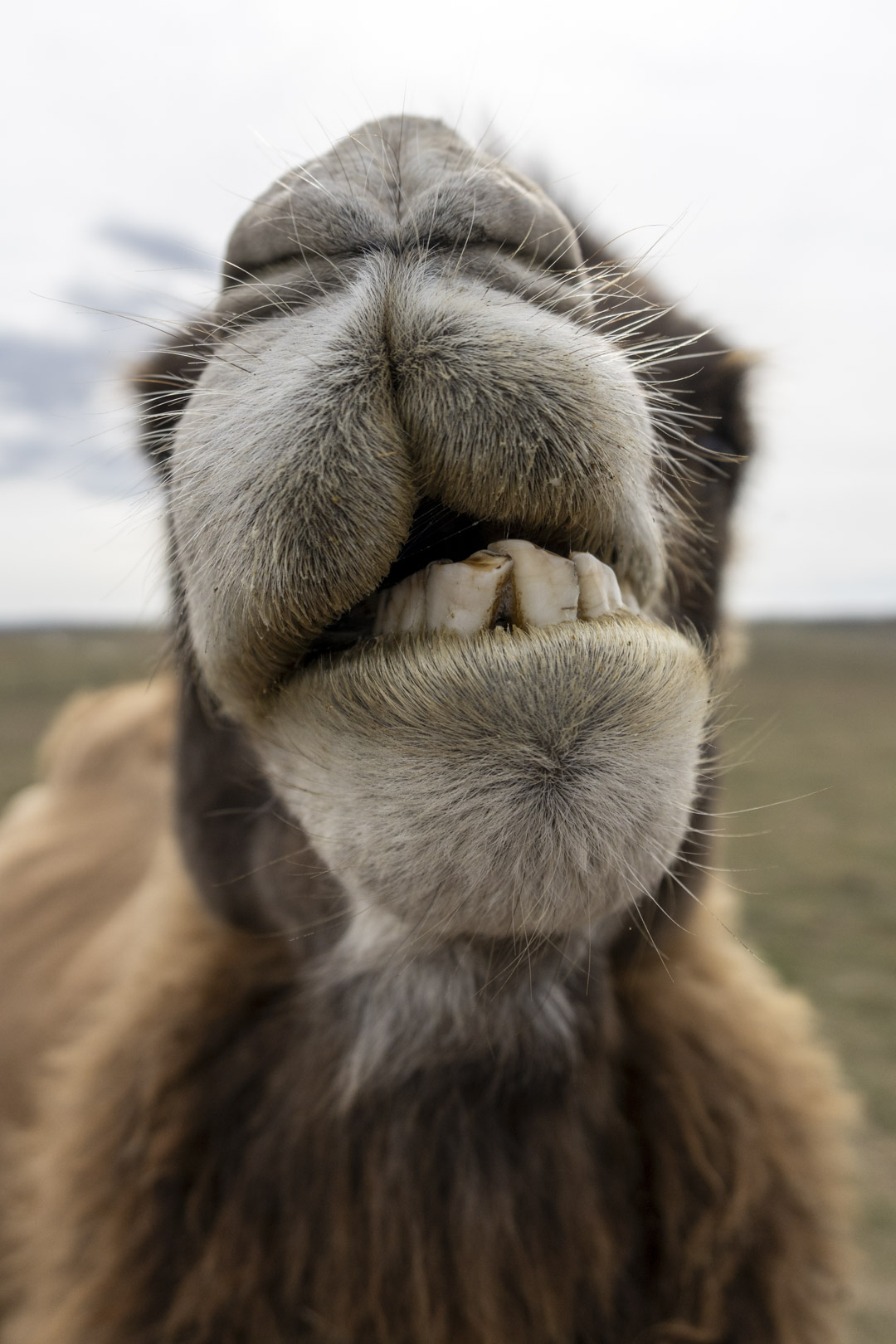 camel boop