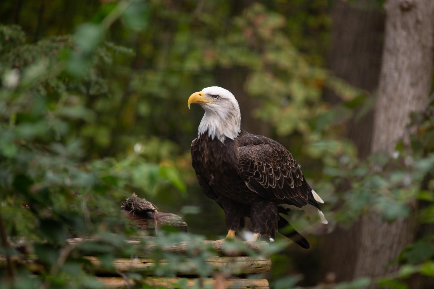 bald eagle