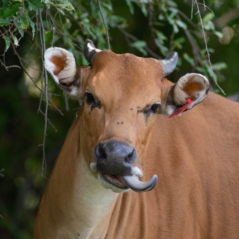 banteng sticking out tongue