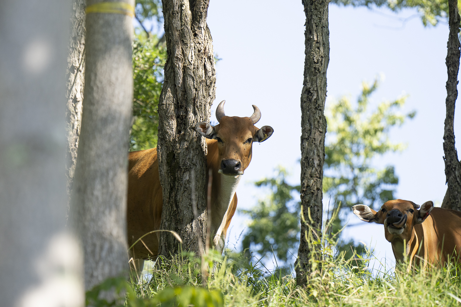 banteng in trees