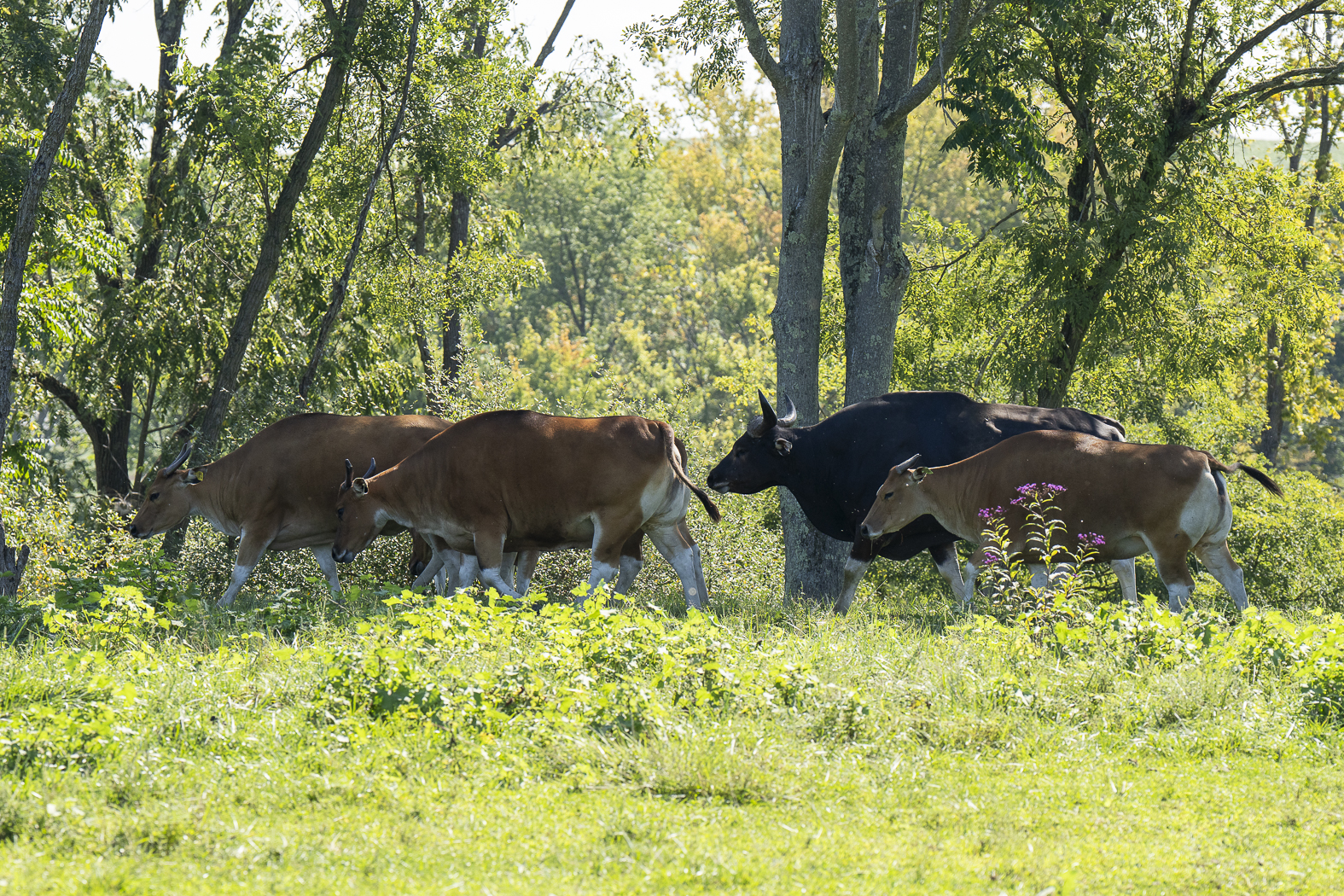 banteng in woods