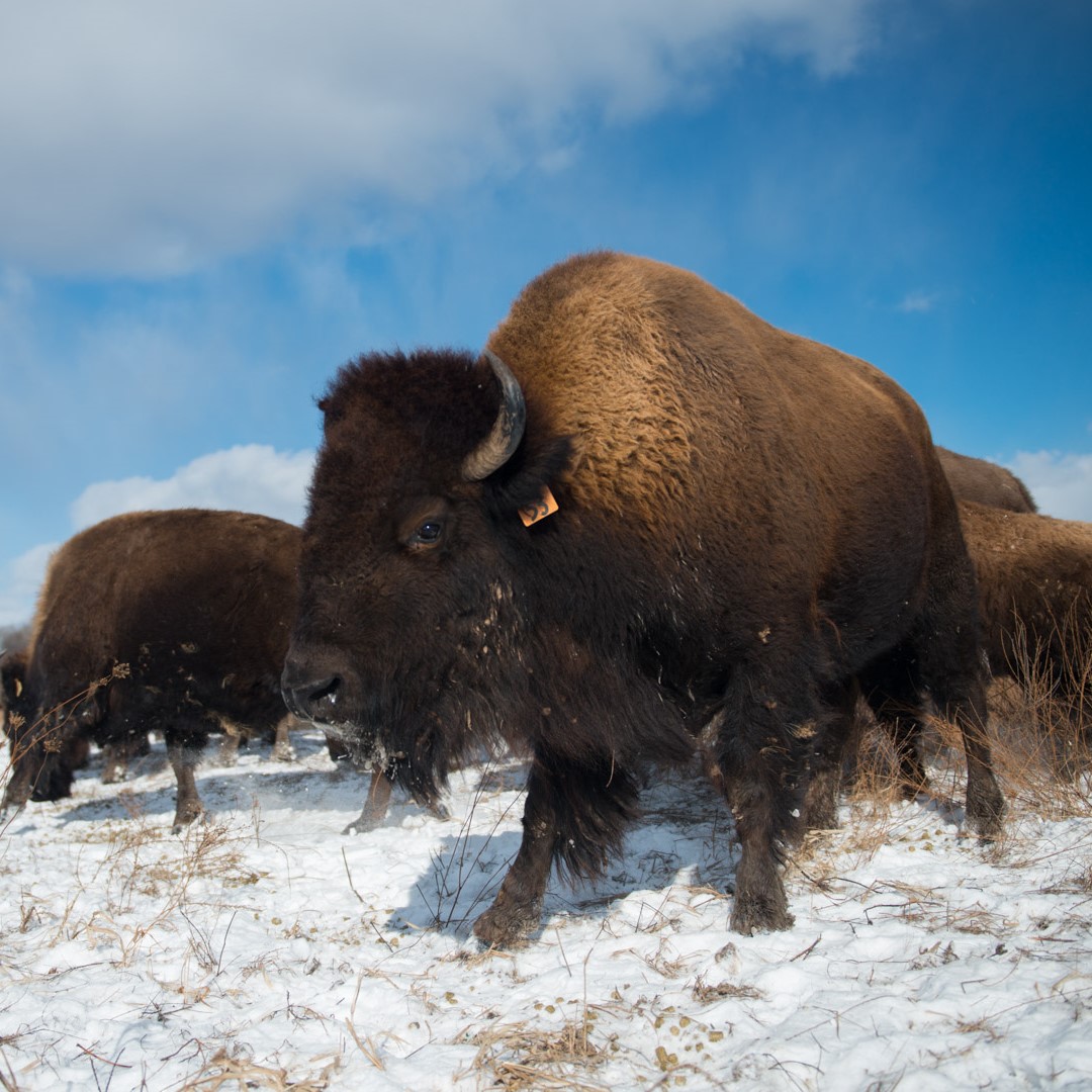 Bison in snow