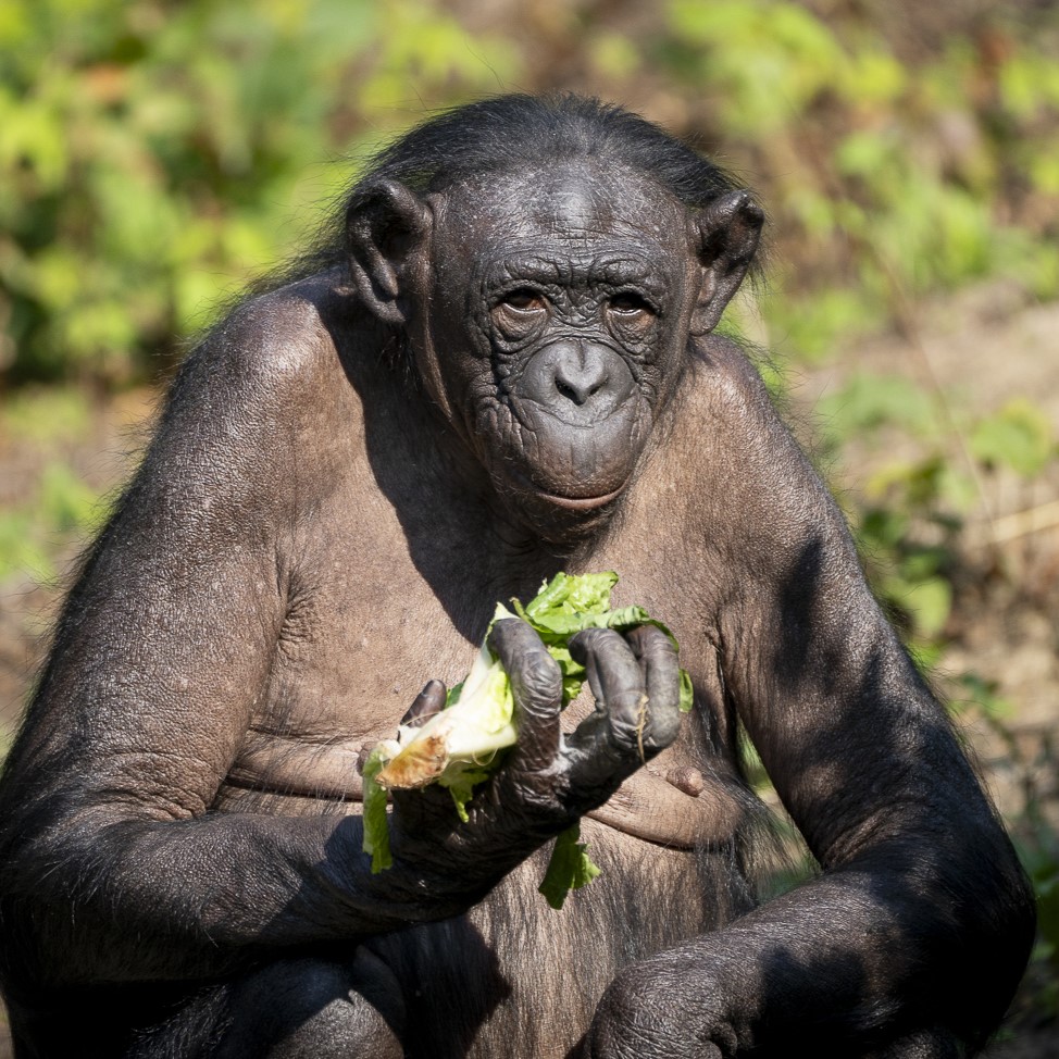 bonobo Ana Neema