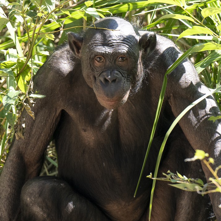 bonobo Bila Isia