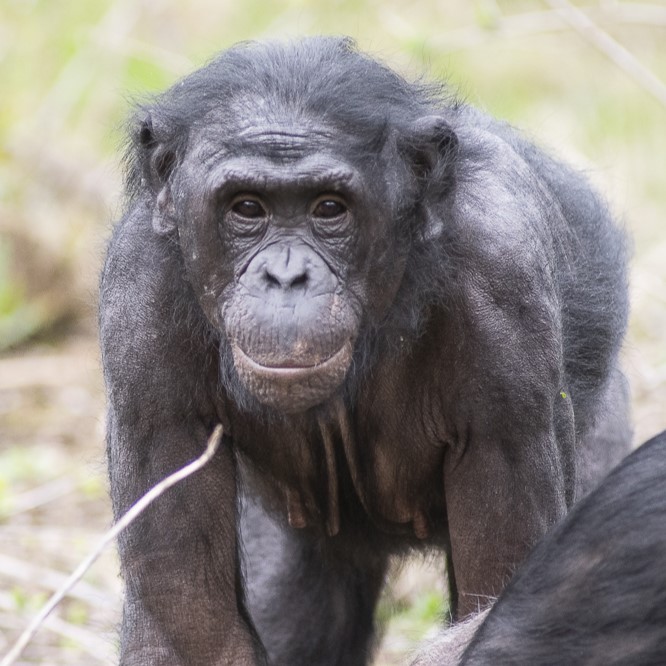 bonobo Faith