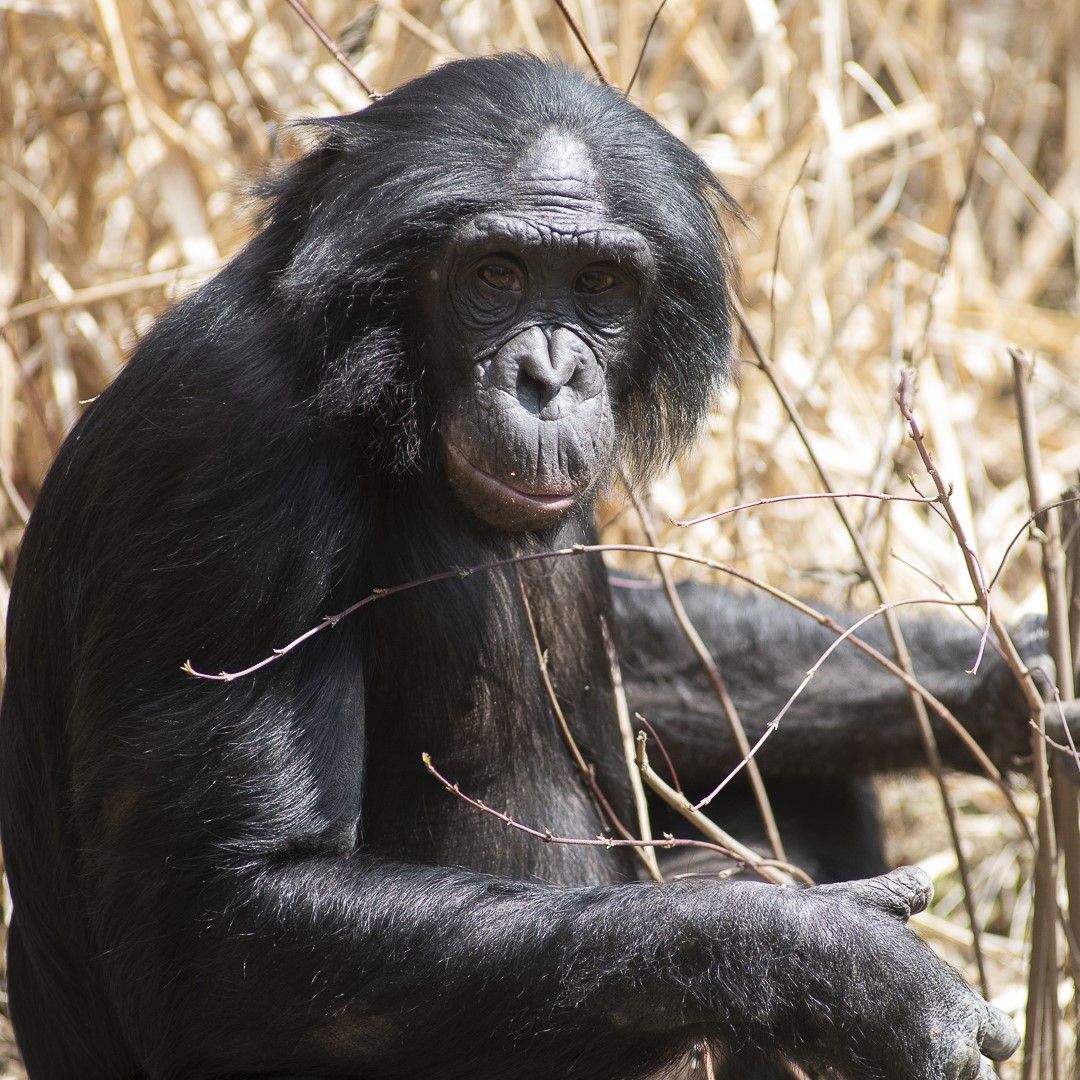 bonobo Jerry