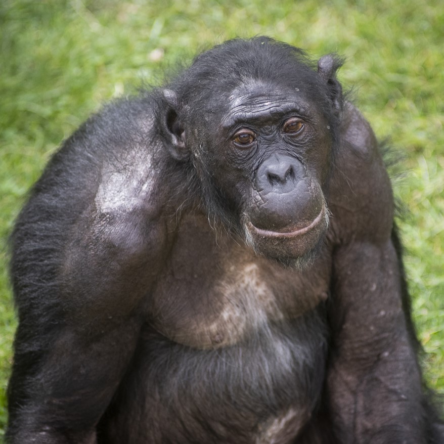 bonobo Jimmy