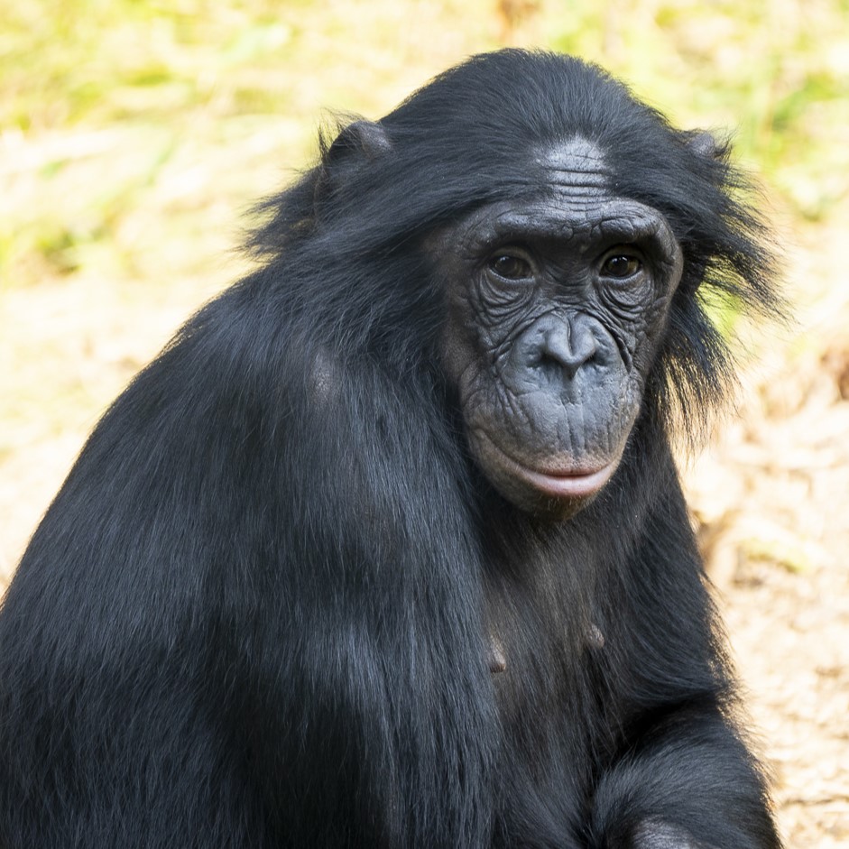 bonobo Kibibi