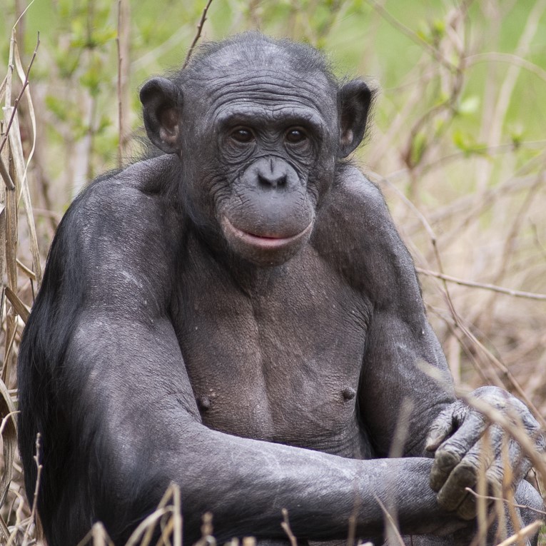 bonobo Wilber