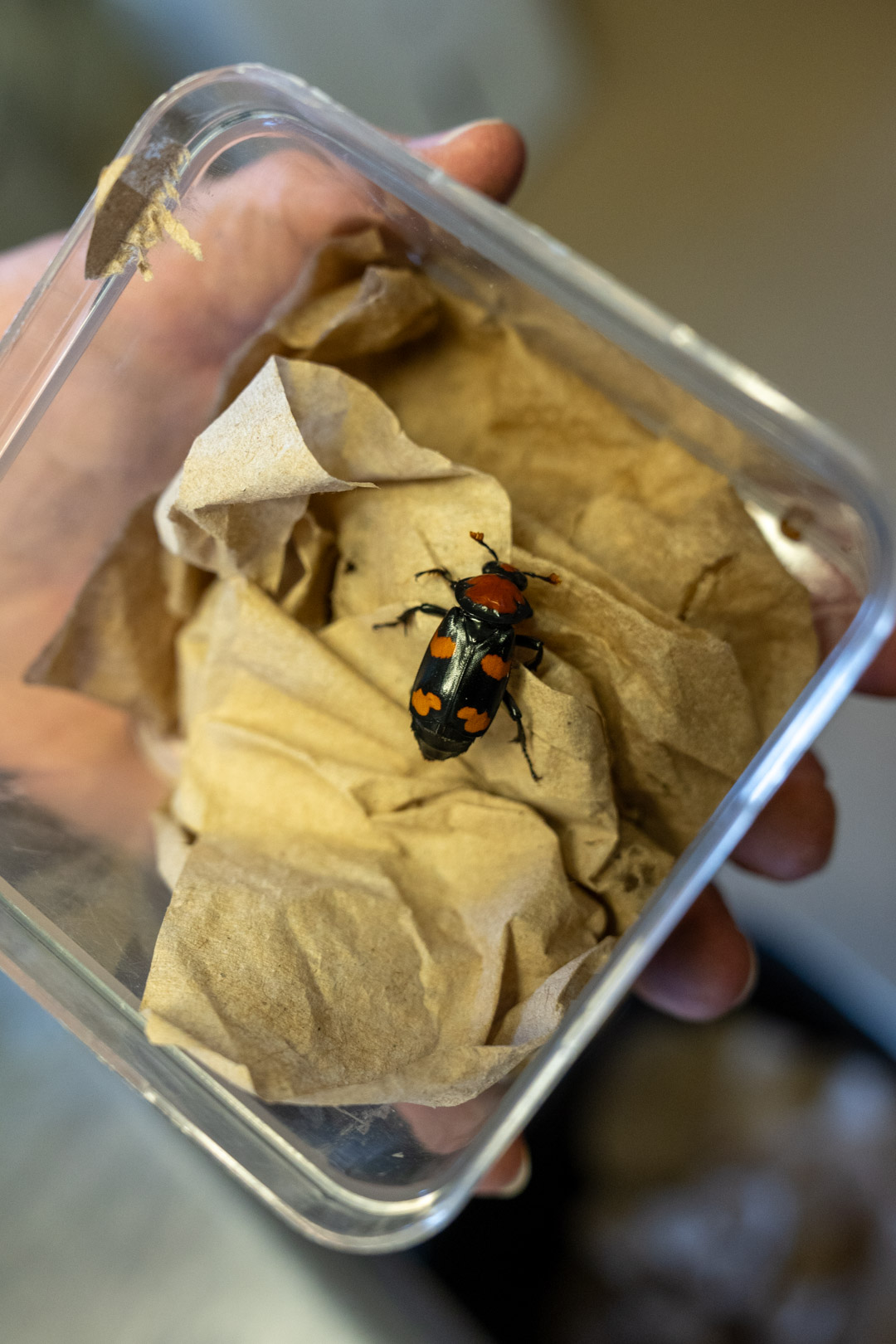 American burying beetle