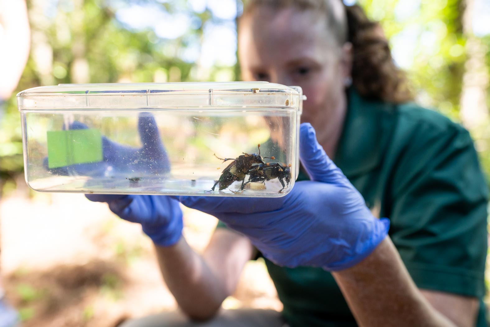 woman holding container with beetles in it