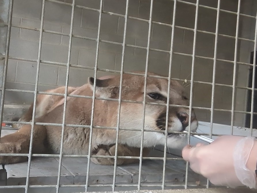 cougar working with animal care team