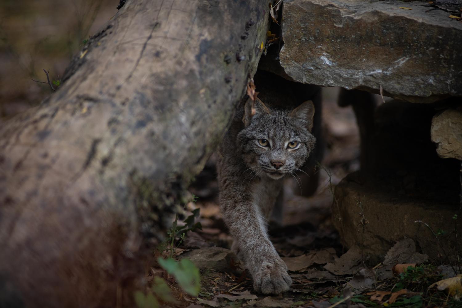 canada lynx