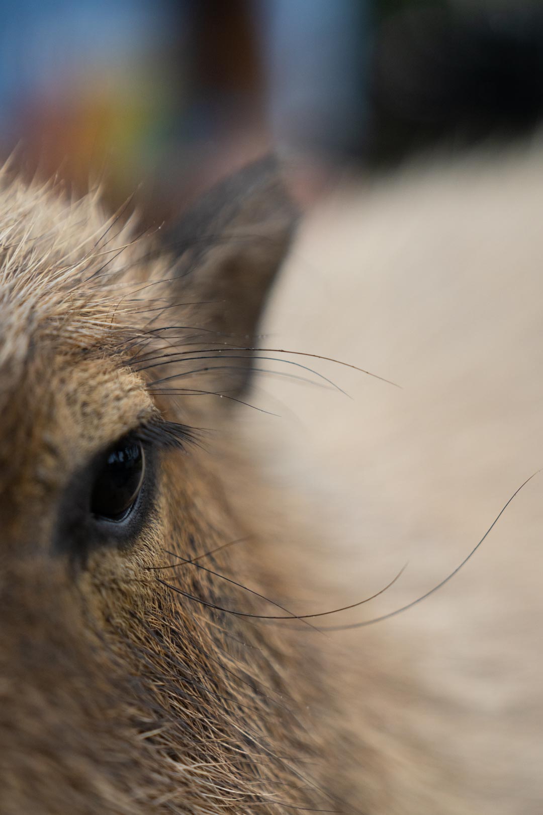 eye see a capybara