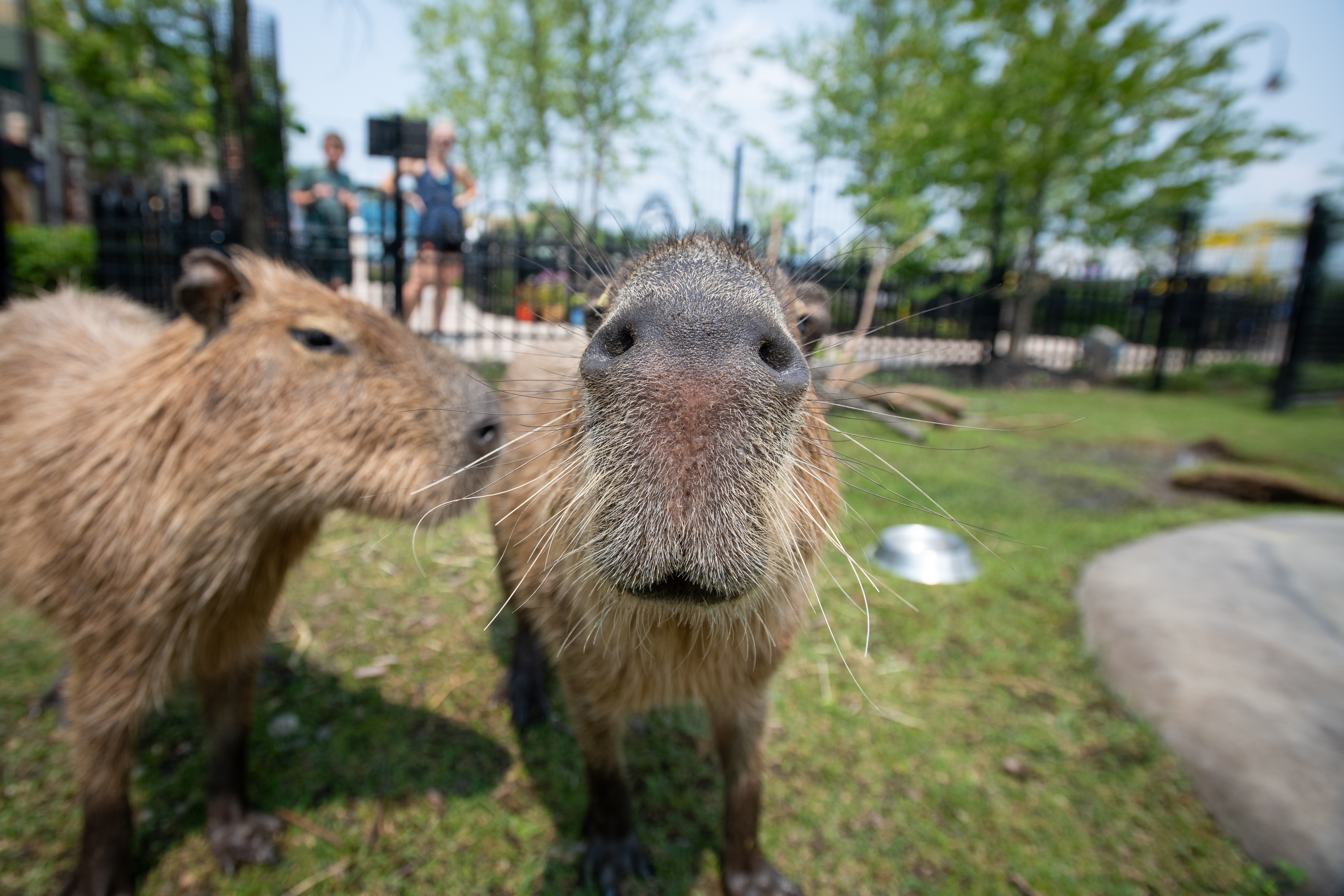 capybaras at Columbus Zoo