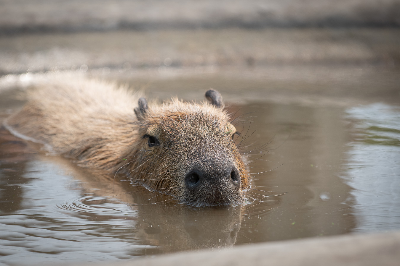 capybara in water