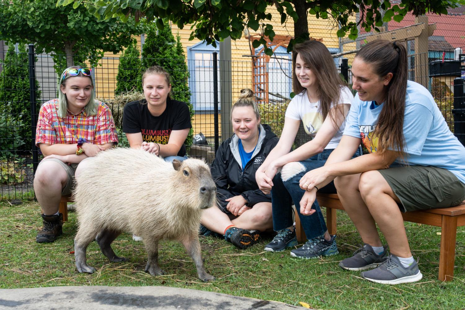 zoo guests looking at capybara