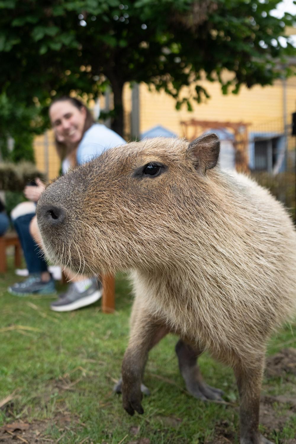 capybara and tour guest