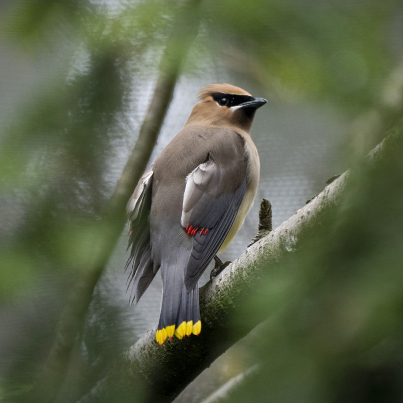 bird on branch