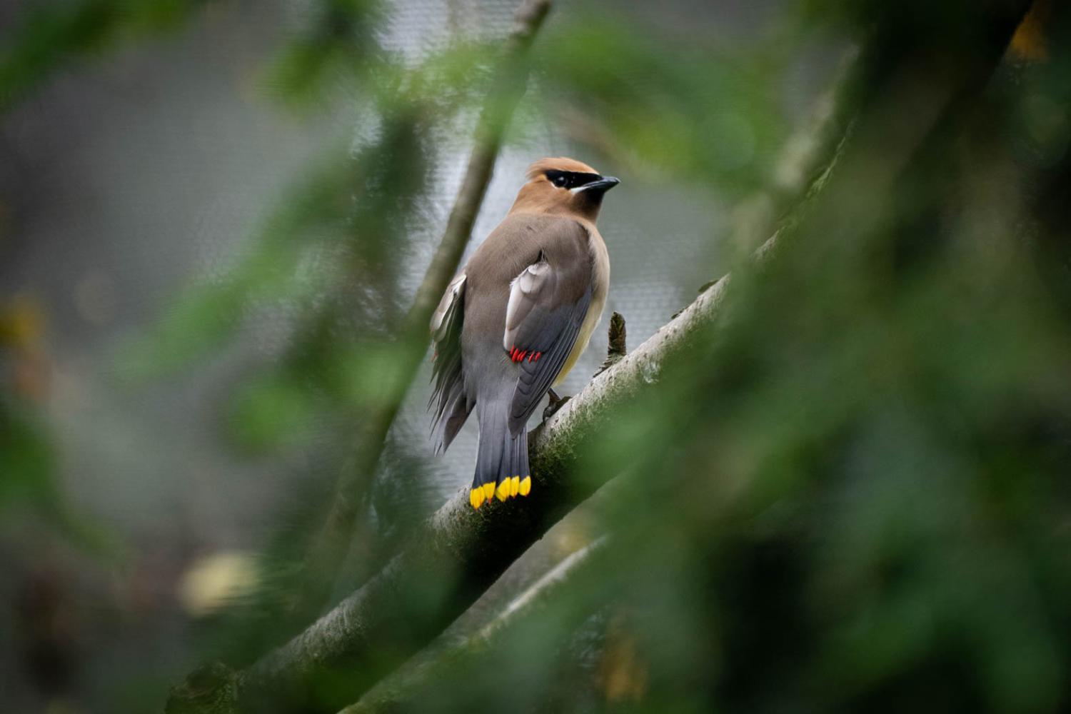 bird in tree