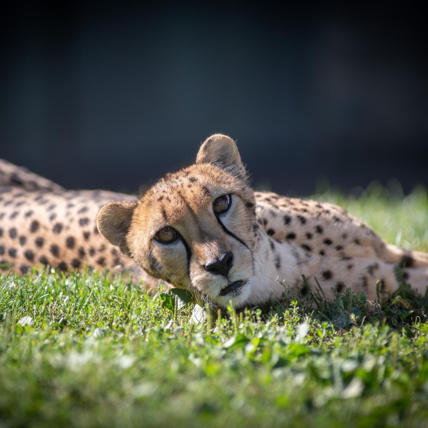 Cheetah in grass