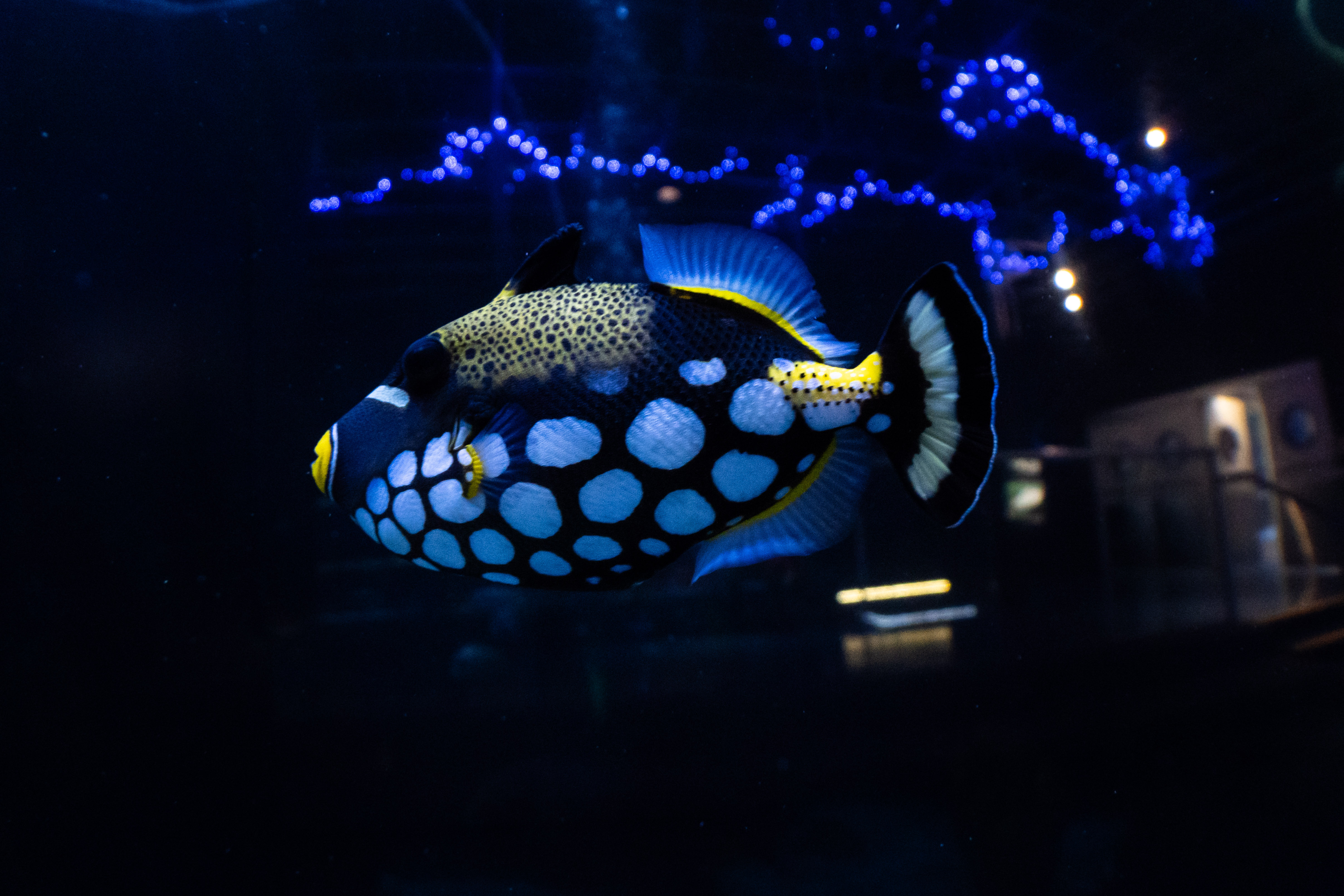 Clown triggerfish