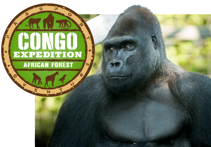 Congo Expedition region shield and gorilla