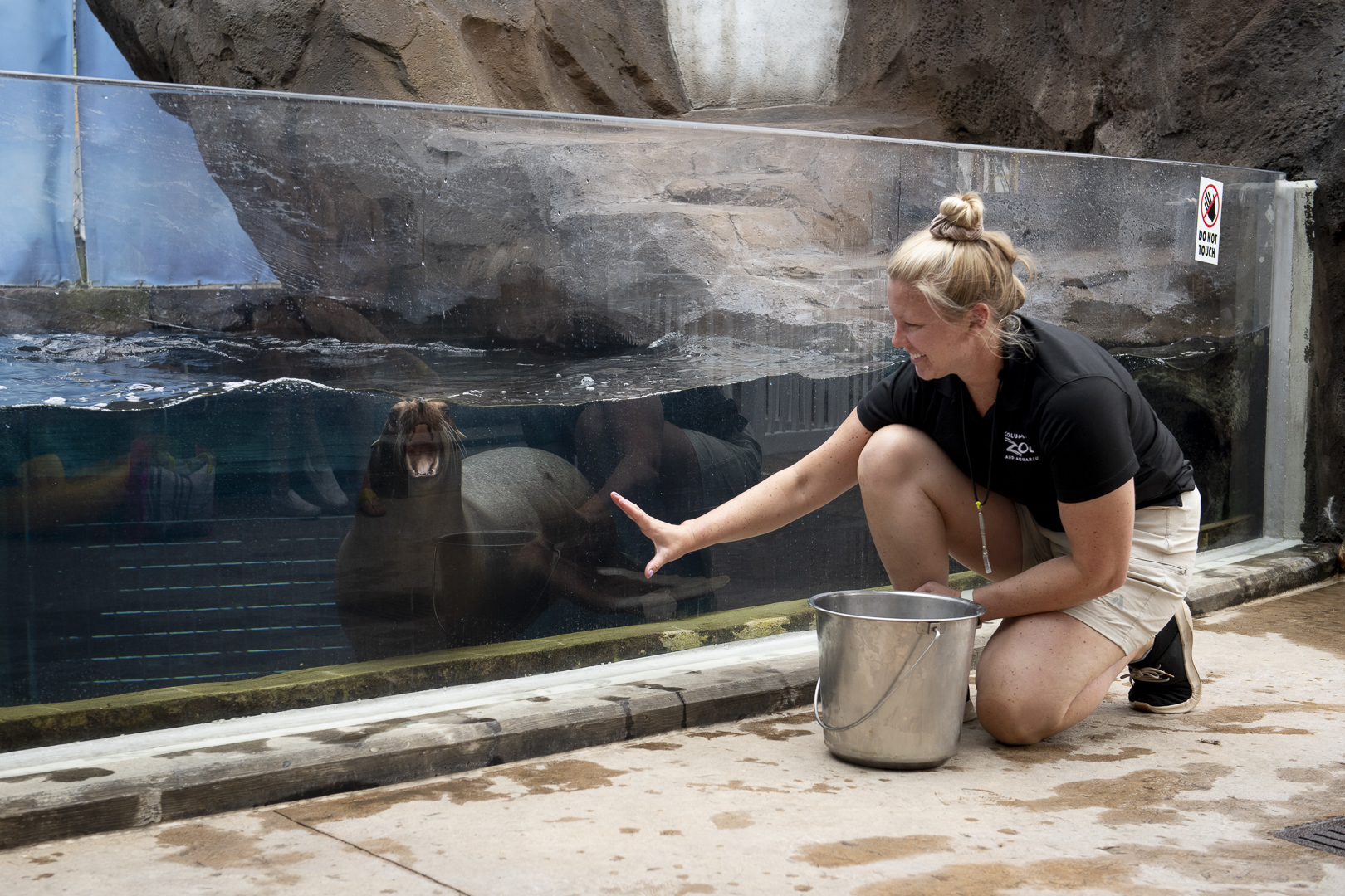 sea lion with trainer