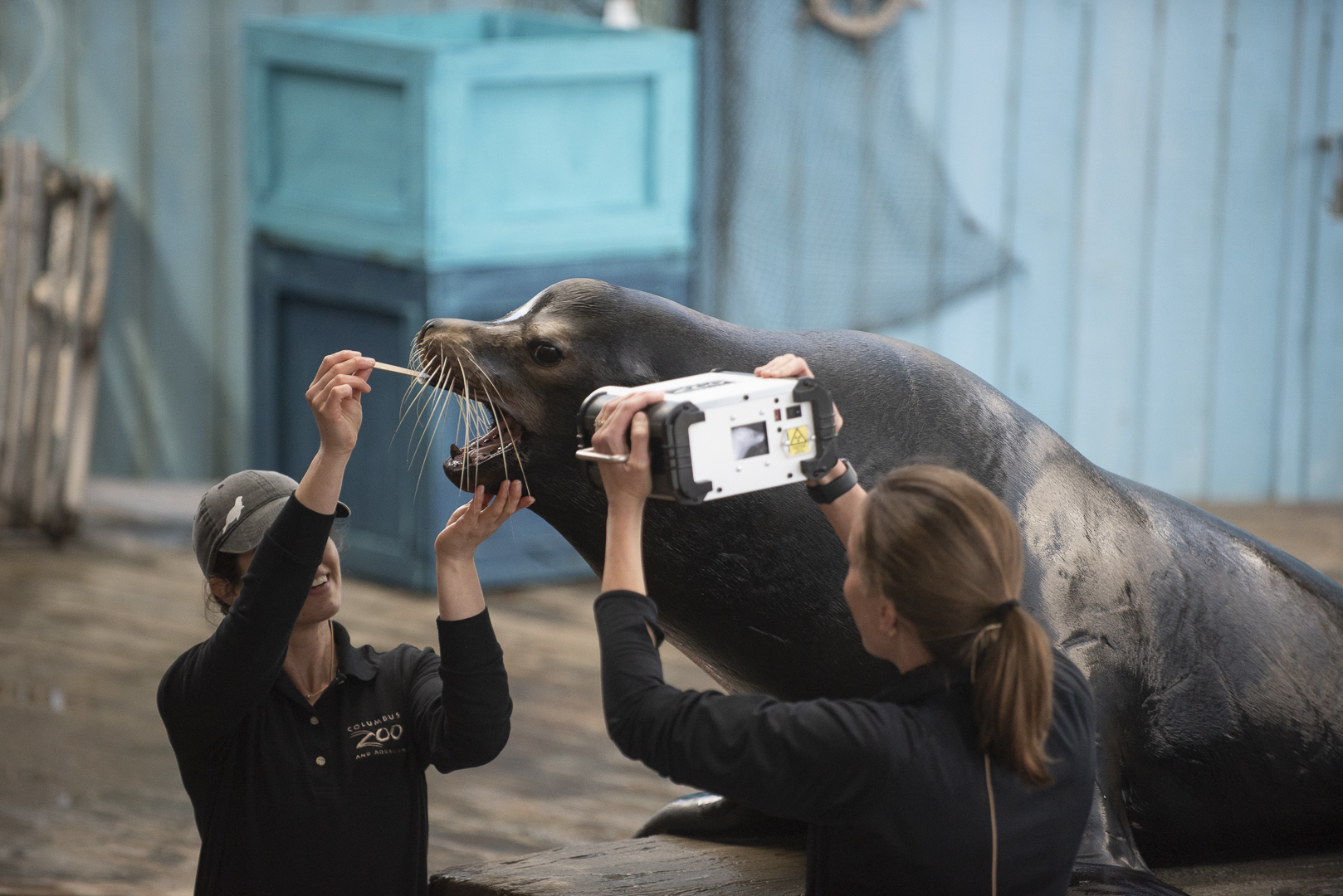 sea lion and trainers