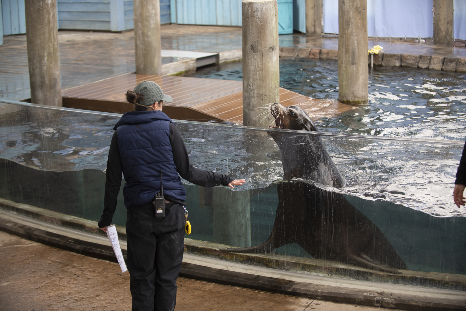 sea lion and trainer