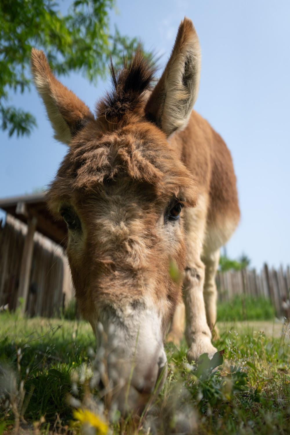 donkey grazing