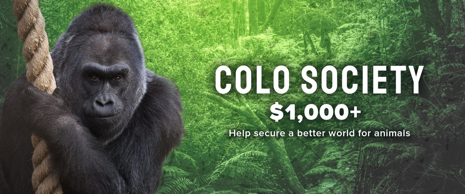 Graphic showing Colo the gorilla holding a rope, with a jungle backdrop on a green gradient, with the words, "COLO SOCIETY – Help secure a better world for animals"