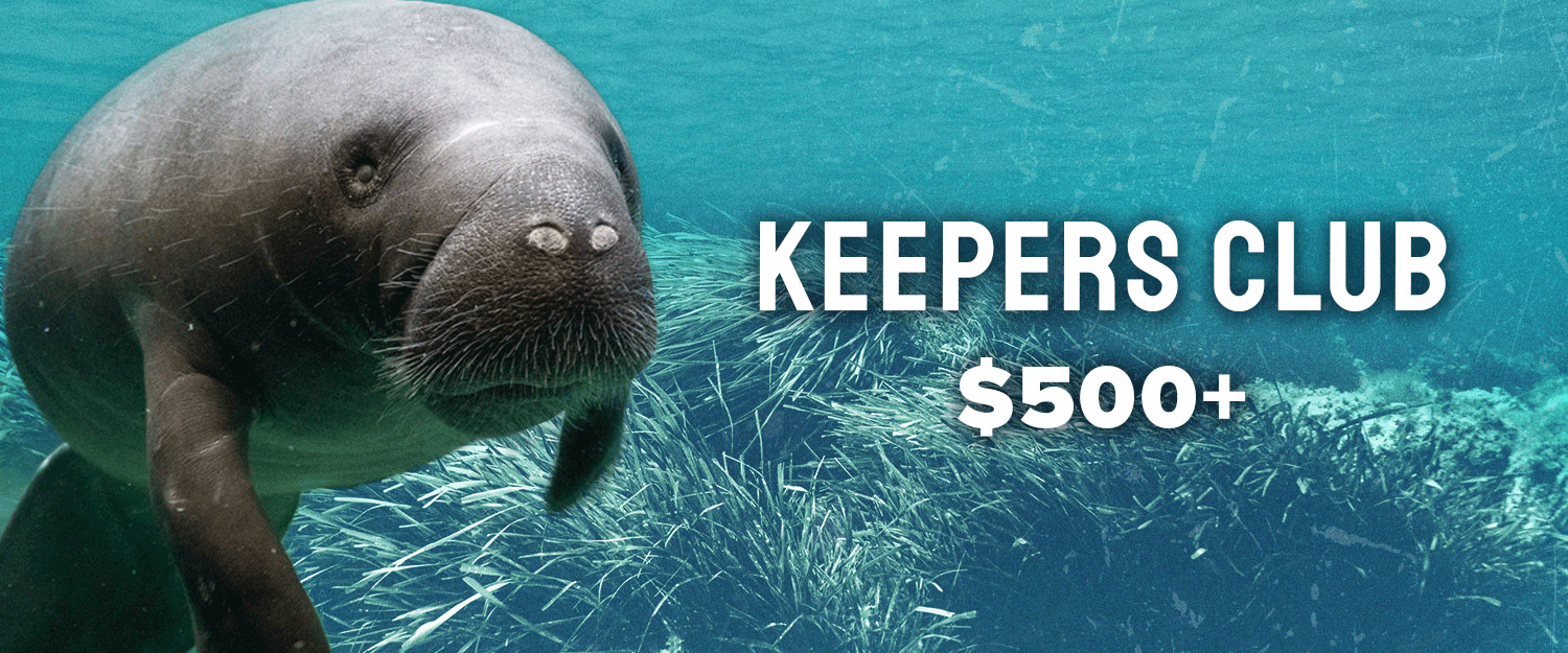 Keepers club banner with a manatee image