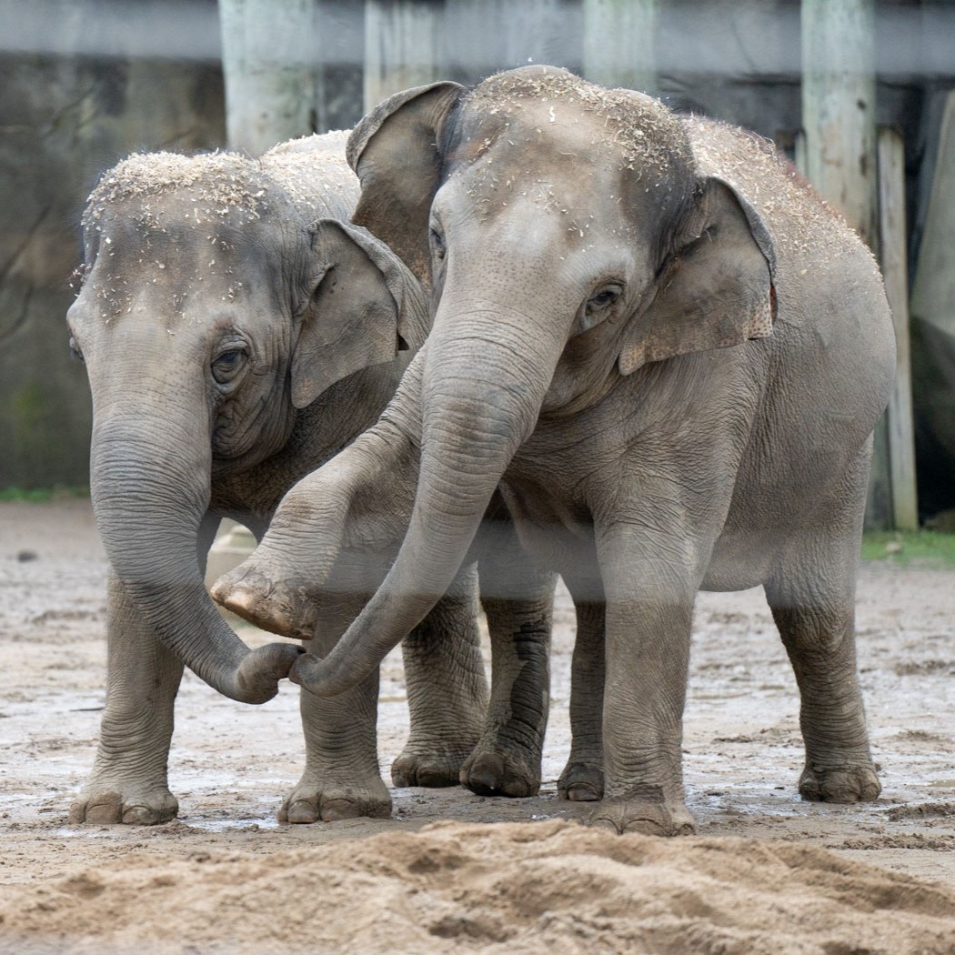 Asian elephants