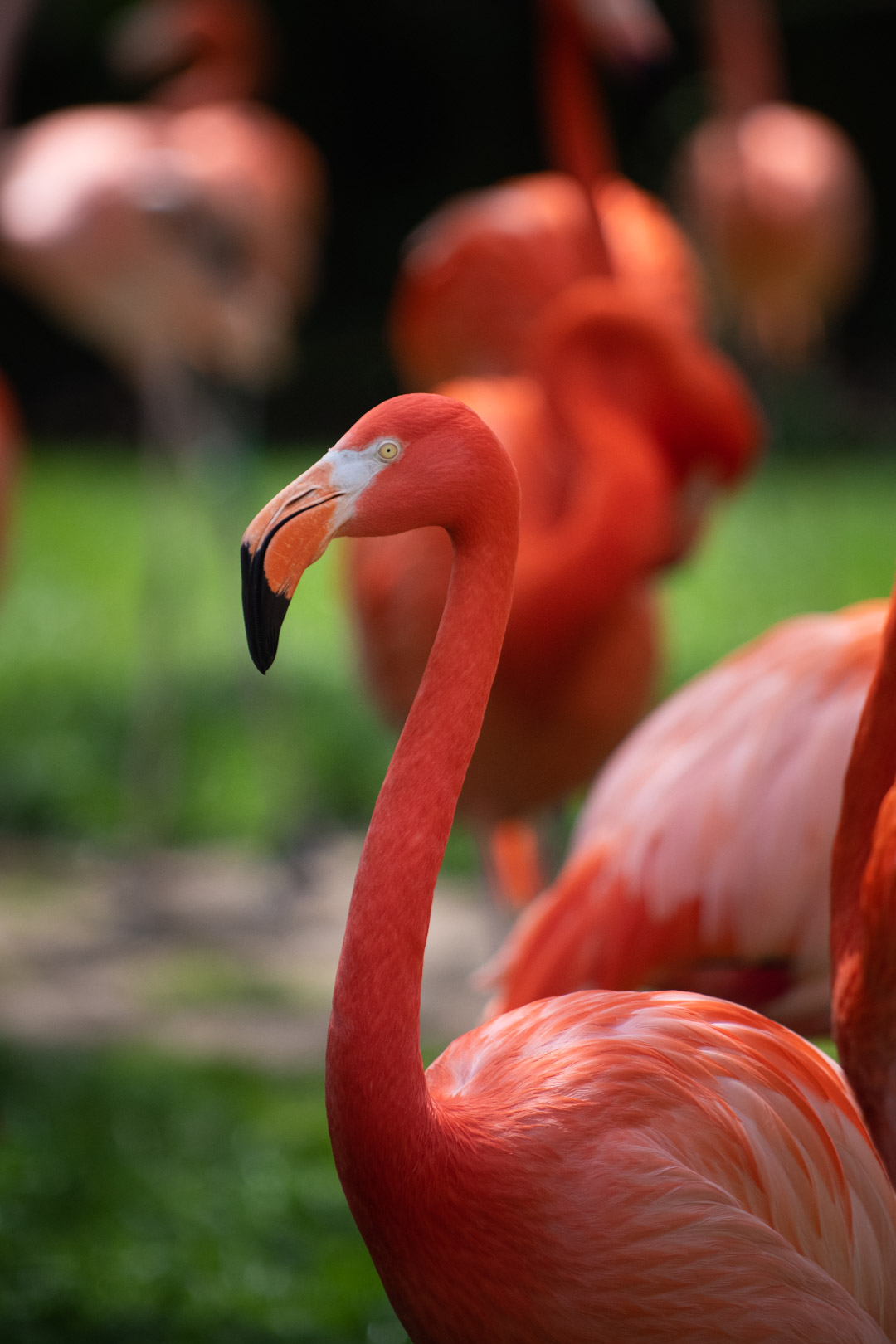 flamingo at the Columbus Zoo