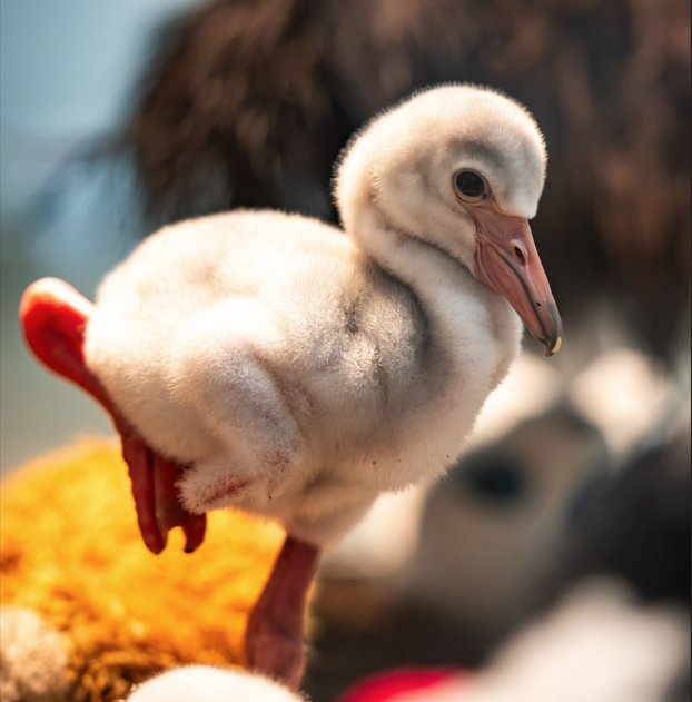 flamingo chick