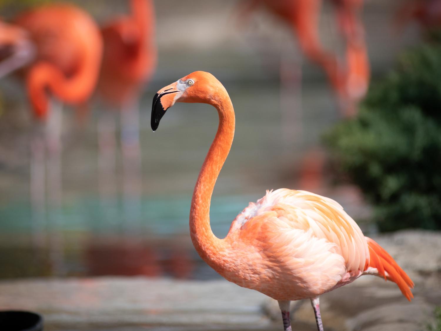 flamingos in water